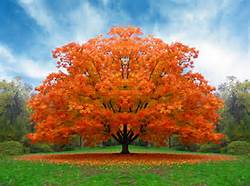 fall tree