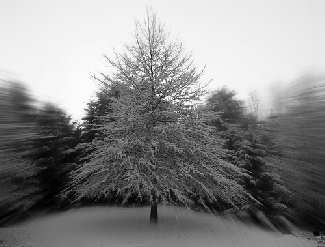 pin-oak-snow